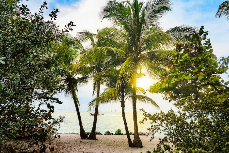 Palm trees on Smathers Beach