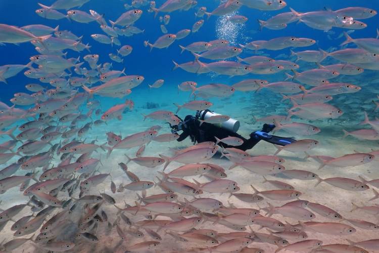 Snorkeling in Key West surrounded by fish in clear blue water