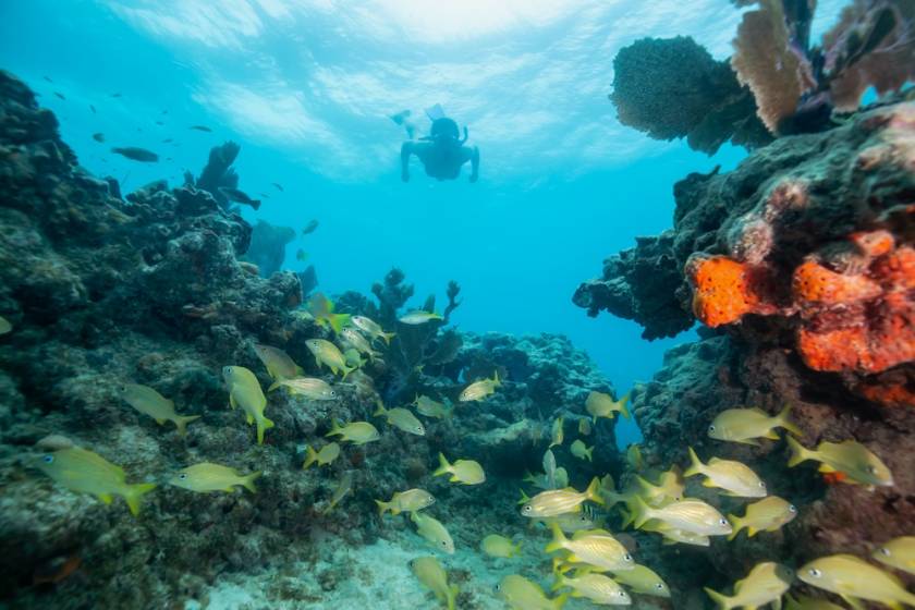 Coral Reef Key West