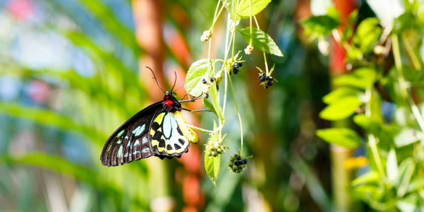 butterfly conservatory key west